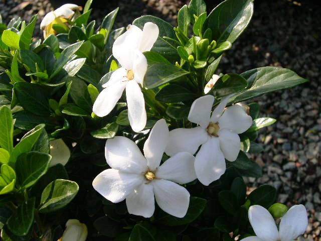 gardenia-kleims-hardy.jpg