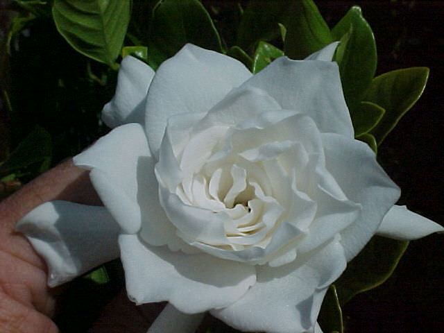 gardenia06.jpg