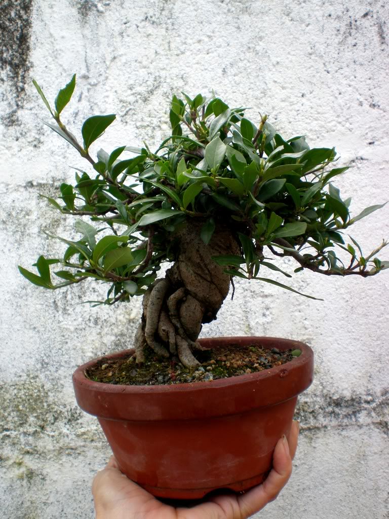 gardenia2.jpg