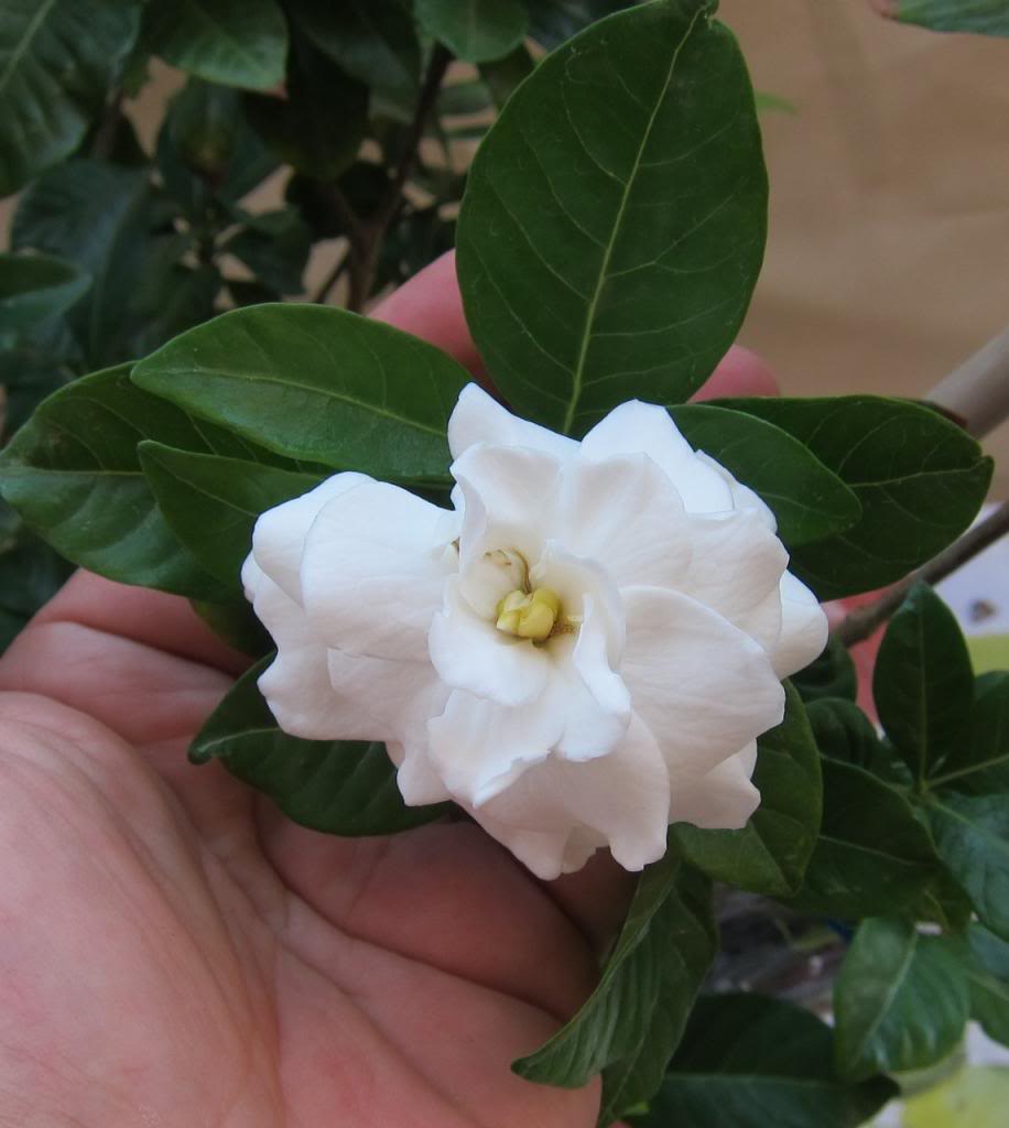 gardenia2.jpg