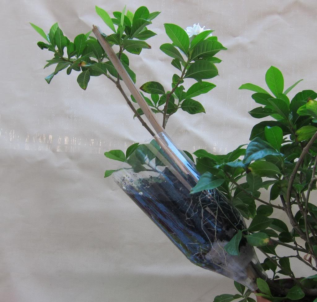 gardenia3.jpg
