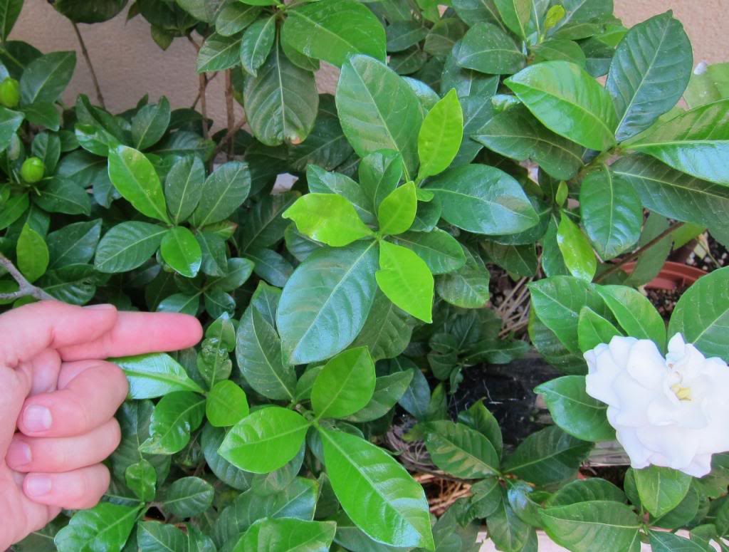 gardenia4.jpg