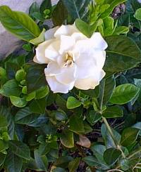 Gardenia_jasminoides.jpg