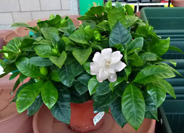 gardenia_jasminoides_3.jpg
