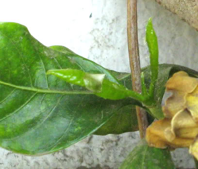 gardeniadetalle2.jpg