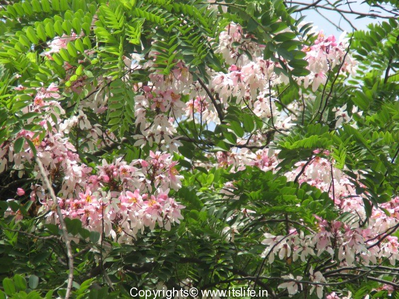 gardening-trees-coral-shower-tree-1.jpg