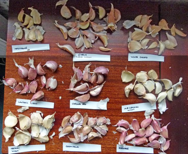 garlic+008b.jpg