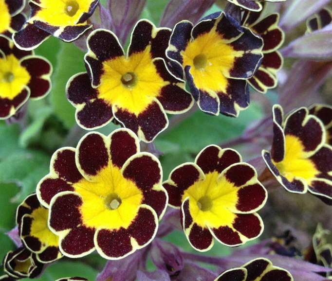 Garten-Schl%C3%BCsselblume-Gold-Lace-Primula-elatior-4.4.14-1.jpg