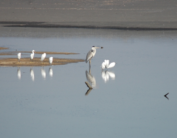 Garza_Cuca_-Ardea_Cocoi.jpg