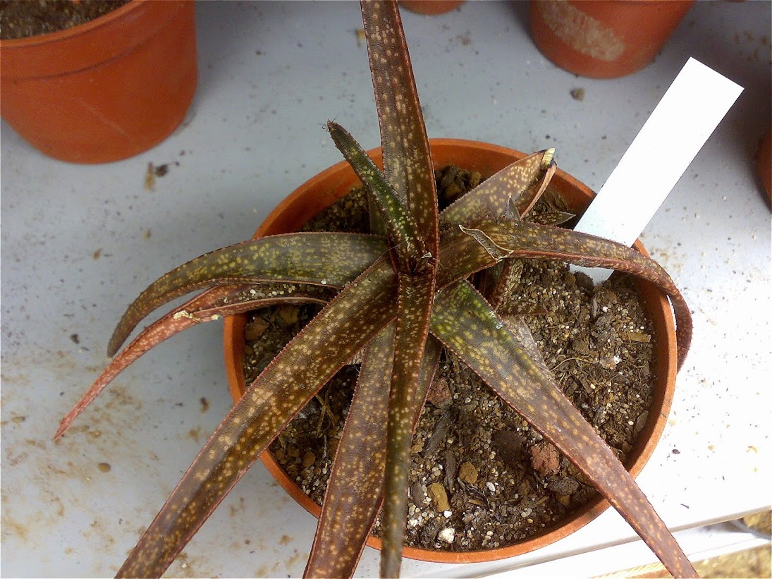gasteraloe.jpg