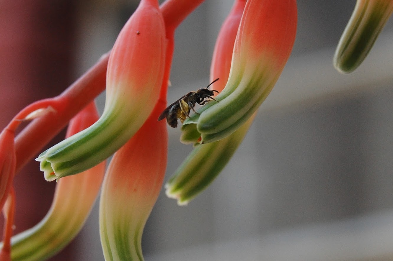 Gasteria+Avispa+4-2.jpg
