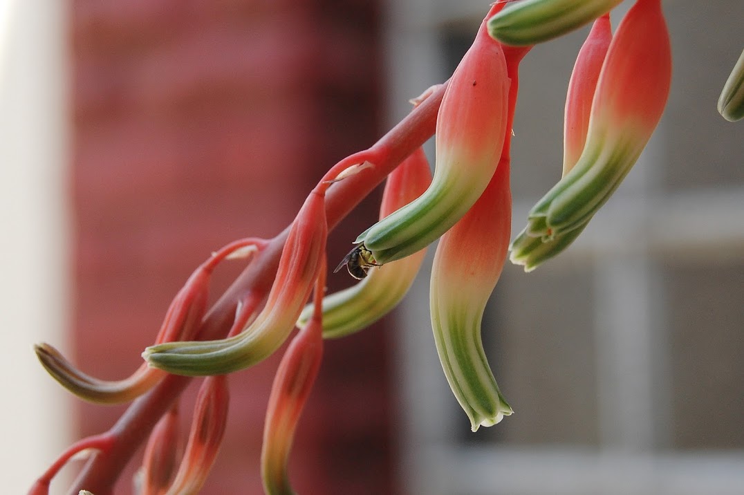 Gasteria+Avispa+4-3.jpg