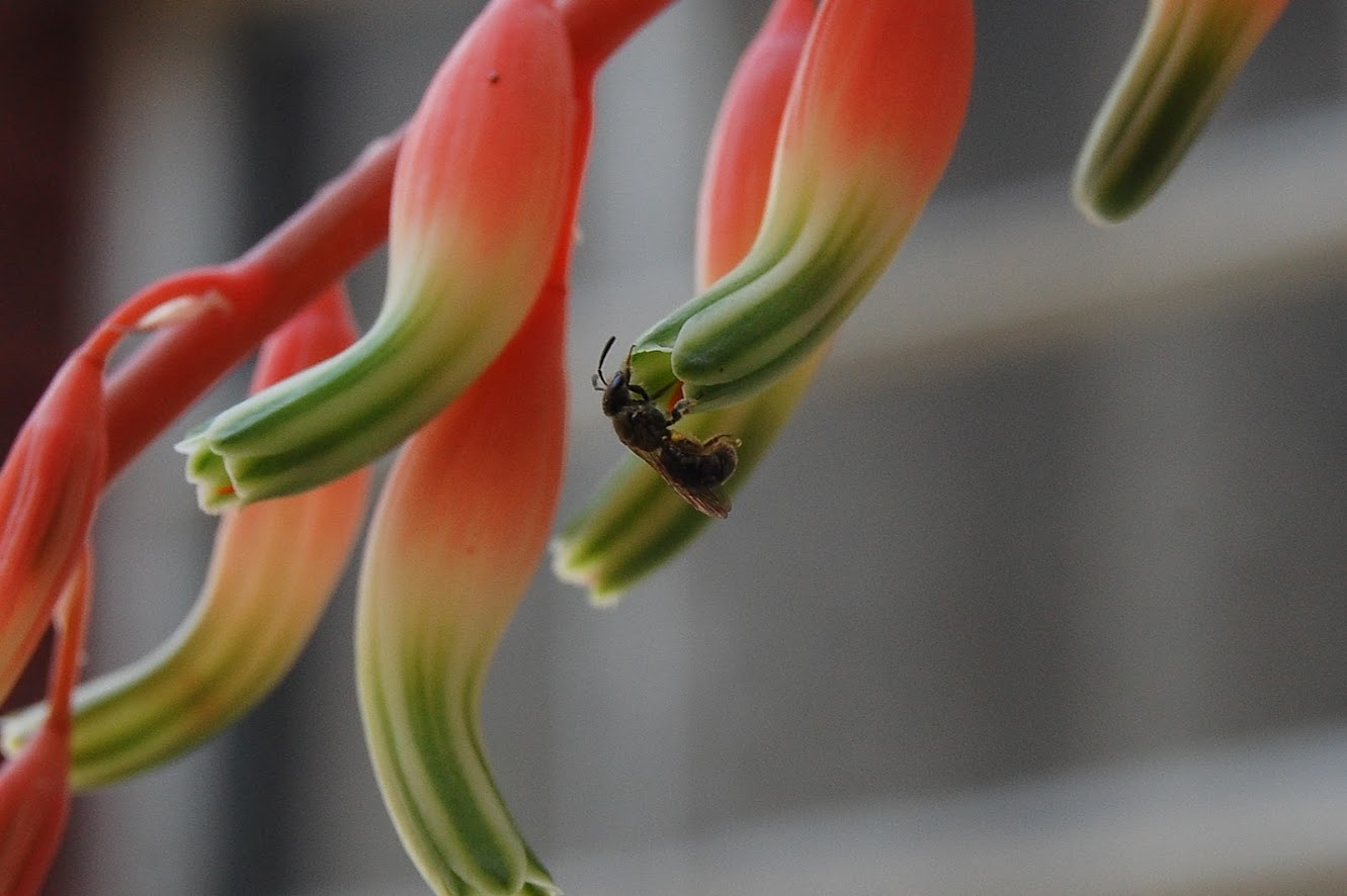 Gasteria+Avispa+4.jpg