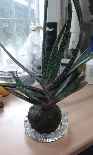 Gasteria-Pulcra-de-15-a-os-en-Kokedama.jpg