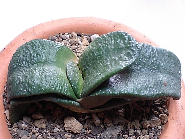 Gasteria_armstrongii_003.jpg