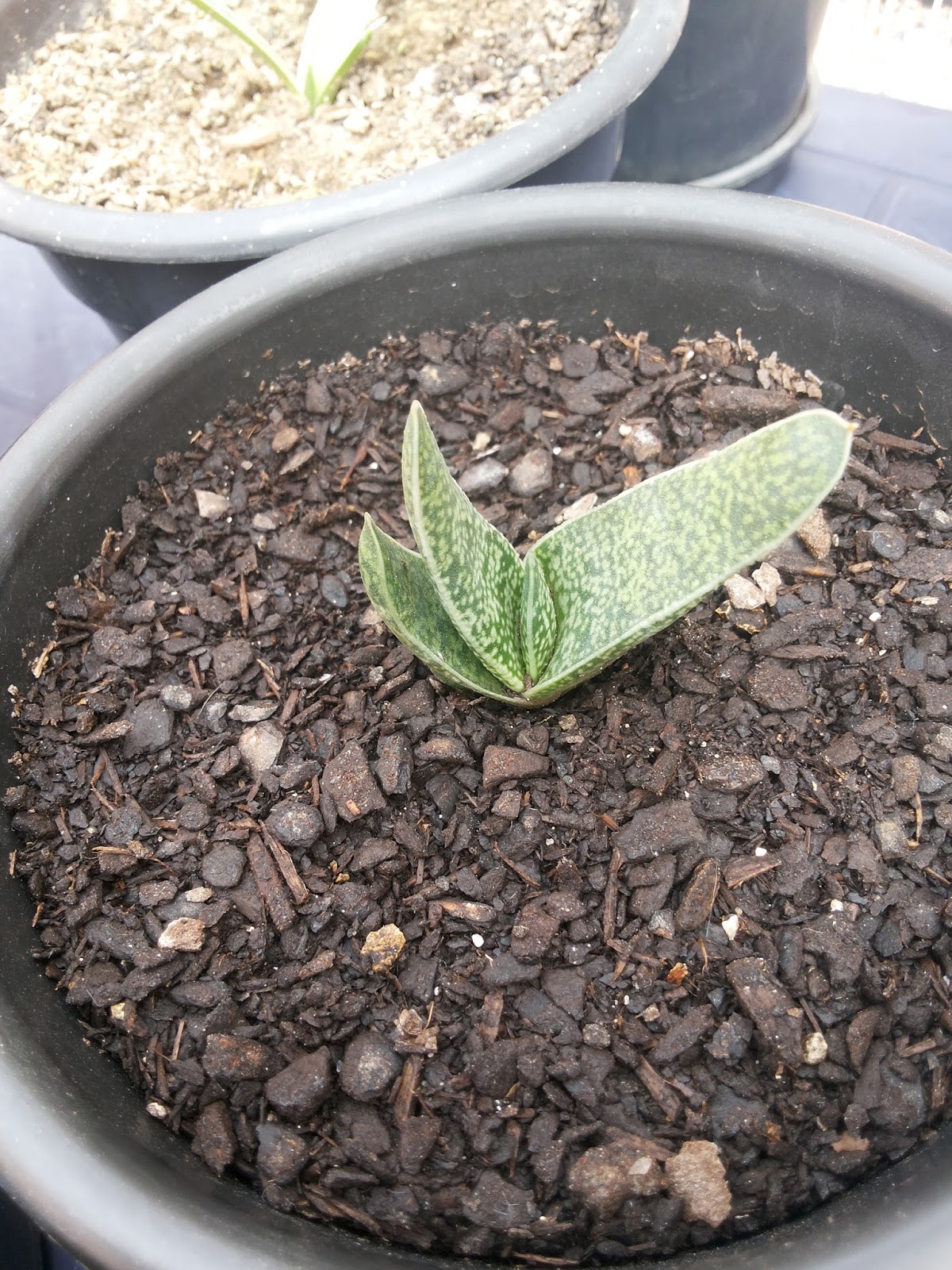 gasteria_verrucosa_02.jpg