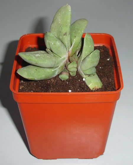 gasteriaglomerata06_2008.jpg