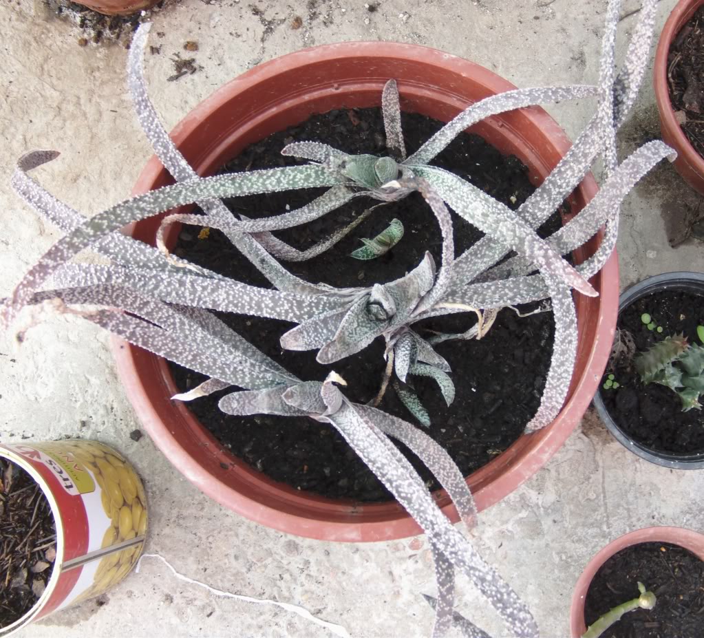gasterias.jpg