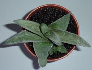 gasteriasp110_07b.jpg