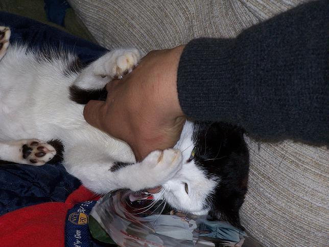 gatita2.JPG