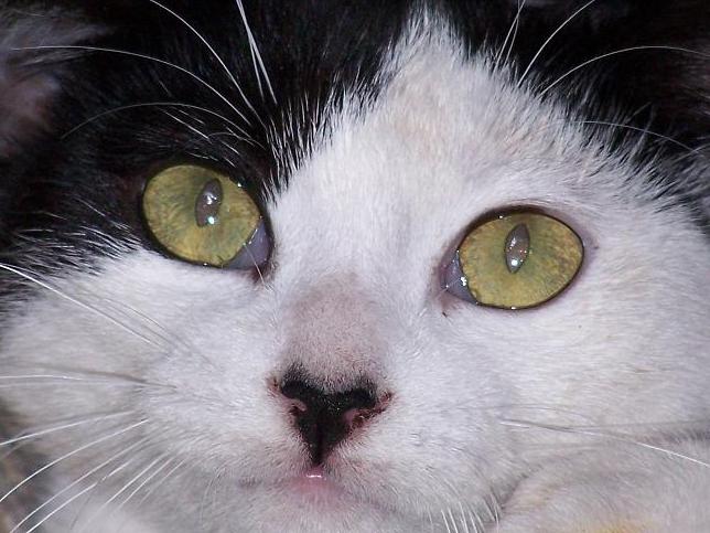 gatita3.JPG