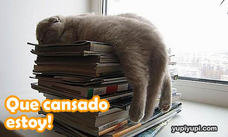gatito-dormido-sobre-libros-cansado.jpg