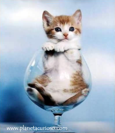 gatito-en-copa.jpg