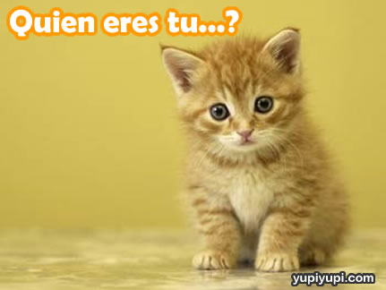 gatito-pregunta.jpg
