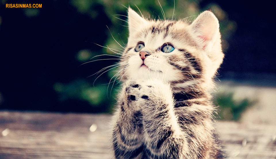 gatito-rezando-rsm.jpg