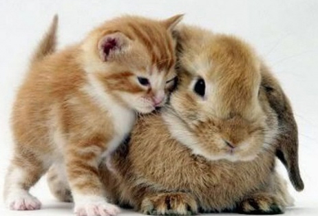 gatito-y-conejo_4738.jpg