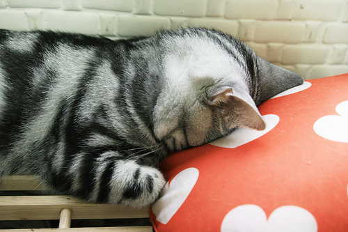 gatito_dormido.jpg