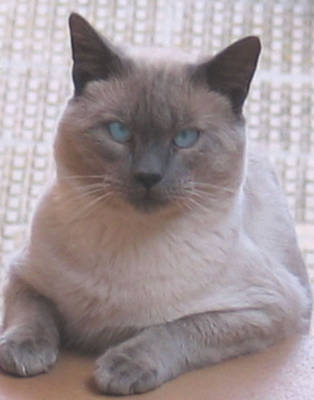 gatitoblanco.jpg