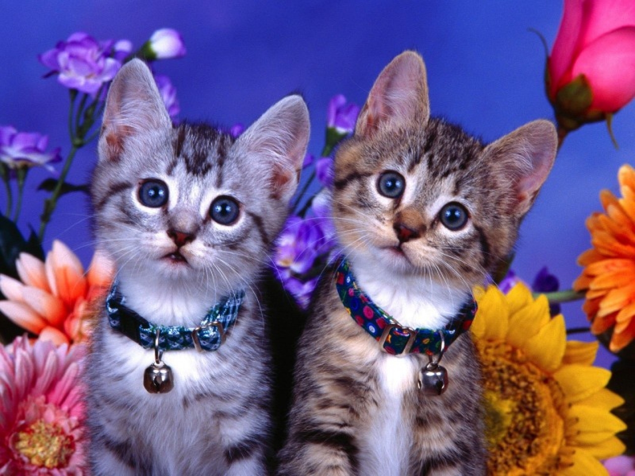 gatitos-1280-x-1024.jpg
