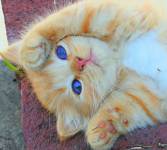gatitos-161.jpg