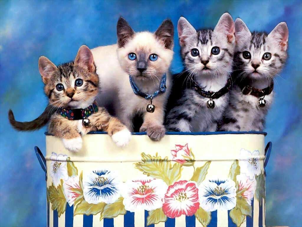 gatitos-2026.jpg