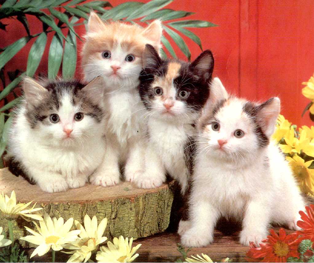 GATITOS.JPG
