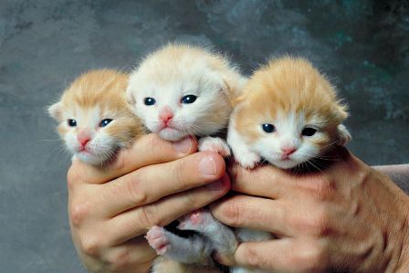 gatitos.jpg