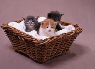 Gatitos.jpg