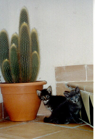 gatitos2.JPG