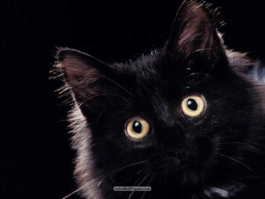 gato-11.jpg