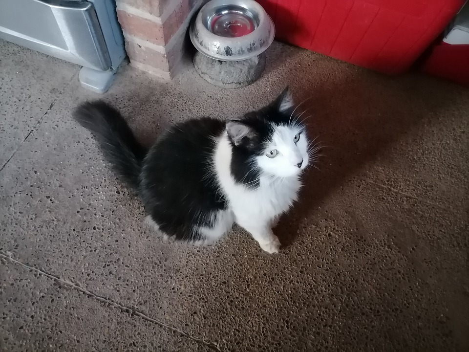 gato-6277576_960_720.jpg