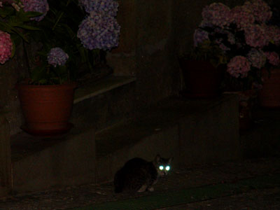 gato%7E0.jpg