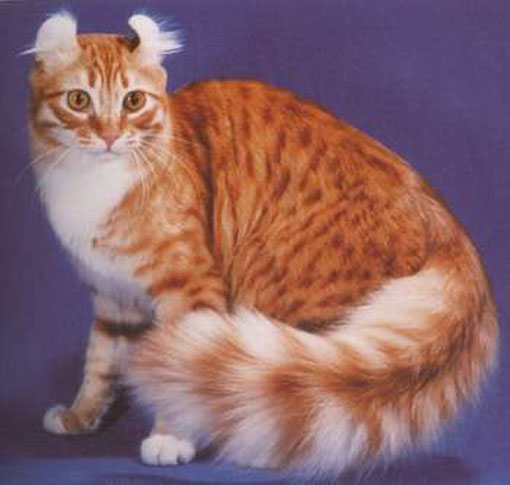 gato-american-curl.jpg