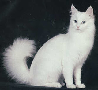 gato-angora.jpg