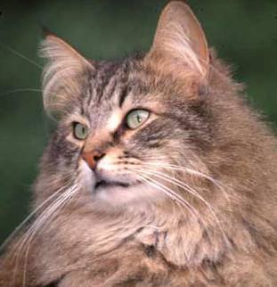 gato-del-bosque-de-noruega.jpg