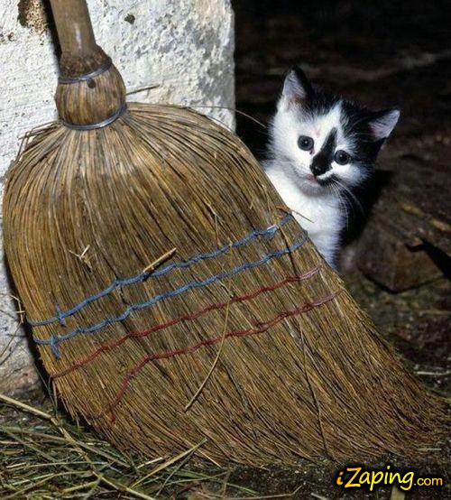 Gato-escoba.jpg