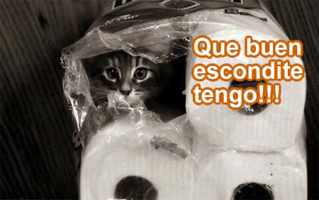 Gato-escondido.jpg