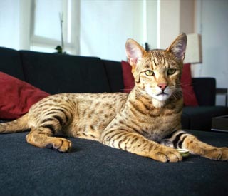 gato-grande.jpg