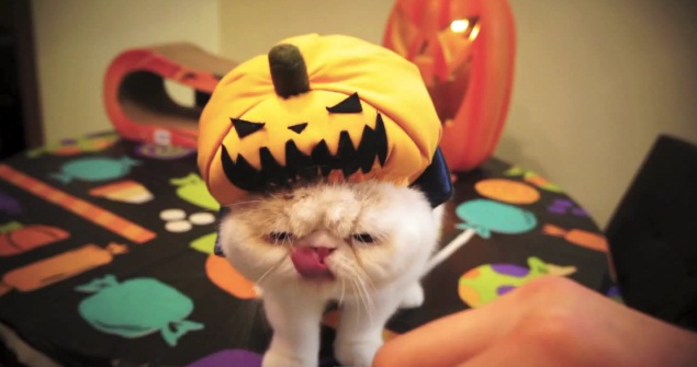 gato-halloween-disfrazado.jpg