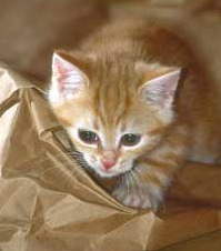 gato.jpg